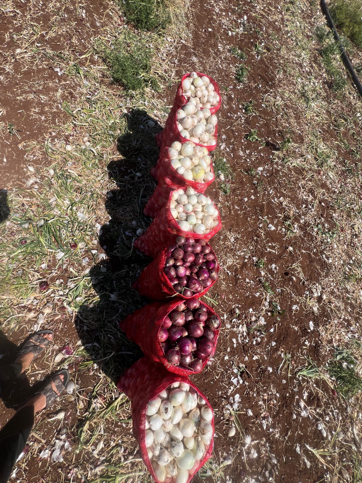 Fotoğraf 12